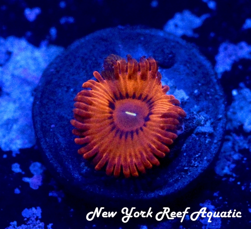 Valentine Day Massacre Zoanthids