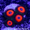 Watermelon Zoanthids