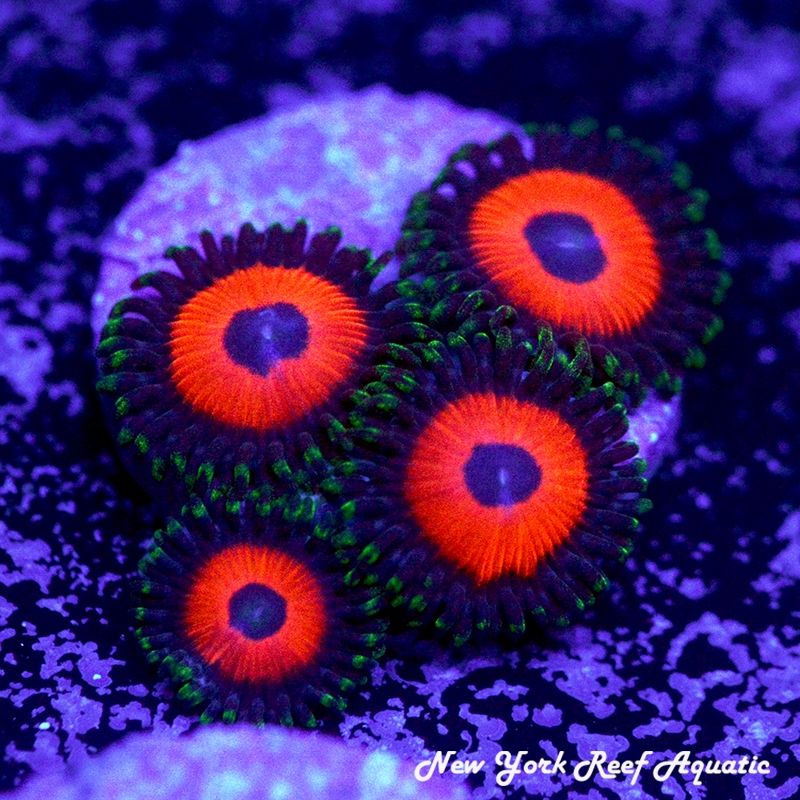 Watermelon Zoanthids