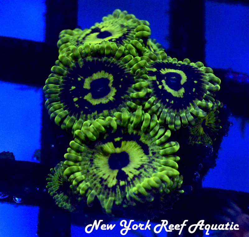 Wobbegong WOW Zoanthid - 2 Polyp Frag