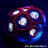 NYRA Zombie Eye Zoanthids
New York Reef Aquatic
Zoanthids
LPS Coral