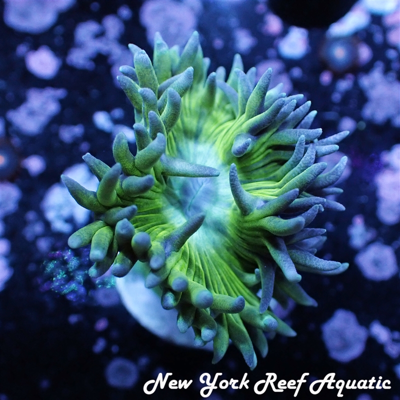 Green Duncan
New York Reef Aquatic
NYRA
Corals
Zoanthids
Reefs