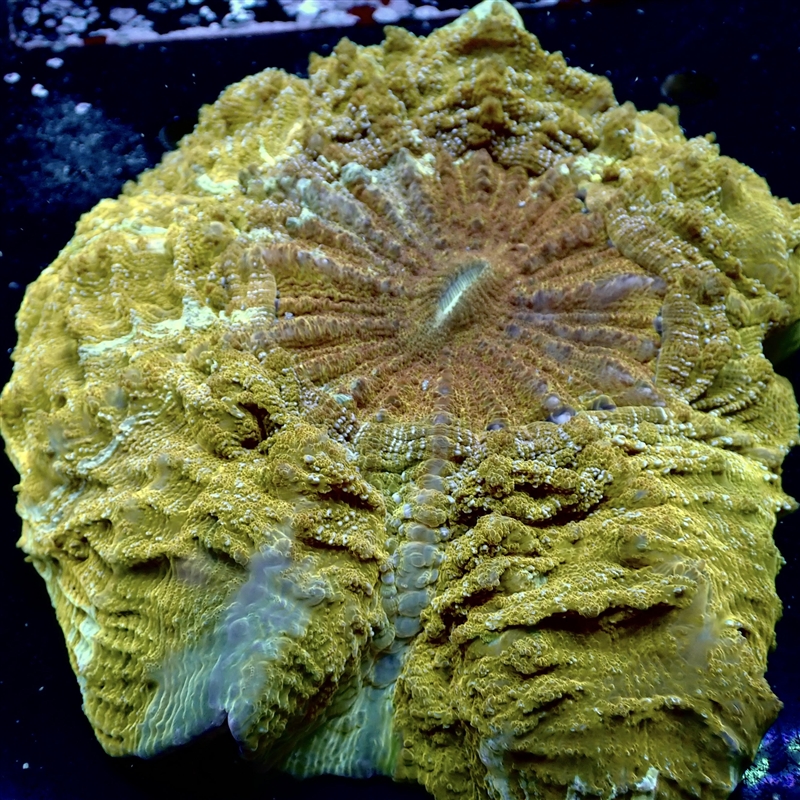 Gold Meat Coral - 6inch