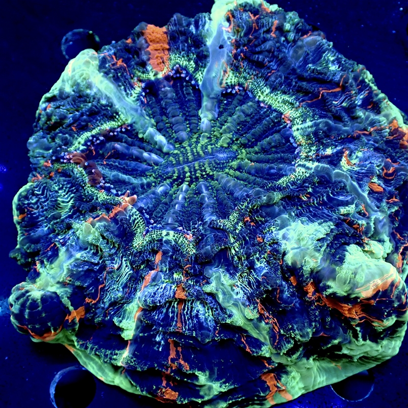 Orange Blue Meat Coral - 4-5inch