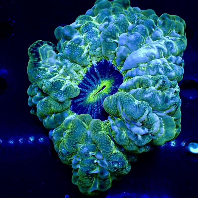 Blue Green Meat Coral - 4inch