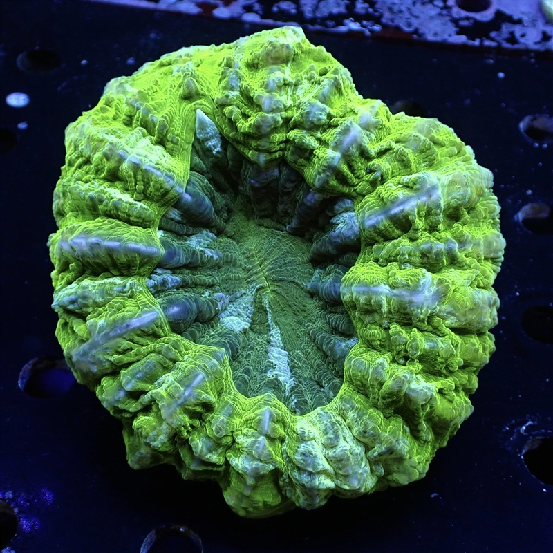 Lime Green Meat Coral - 4inch
