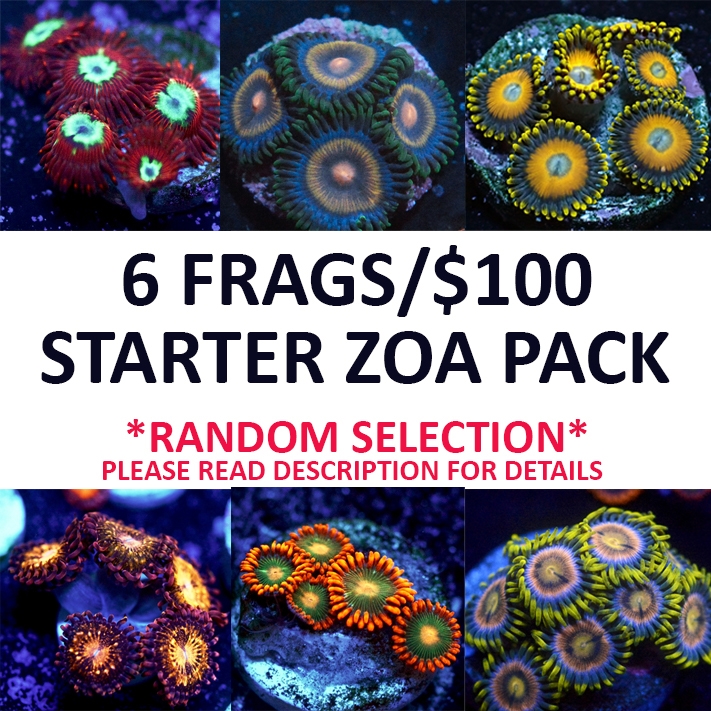 Zoanthid Starter Pack