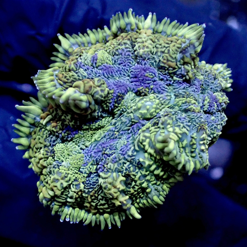 Rhodactis Gold/Green Mushroom
New York Reef Aquatic
NYRA
Corals
Zoanthids
Reefs