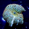 Interstellar Mushroom Orange
New York Reef Aquatic
NYRA
Corals
Zoanthids
Reefs