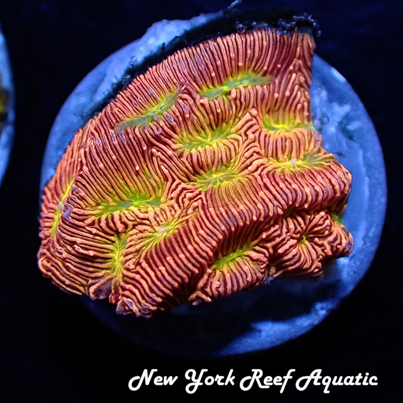 Jack o Lantern Lepto
New York Reef Aquatic
NYRA
Corals
Zoanthids
Reefs