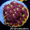 WWC Blood Diamond Favia
New York Reef Aquatic
NYRA
Corals
Zoanthids
Reefs