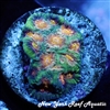 NYRA Bioluminescence
New York Reef Aquatic
NYRA
Corals
Zoanthids
Reefs