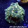 Yellow Spotted Mushroom
New York Reef Aquatic
NYRA
Corals
Zoanthids
Reefs