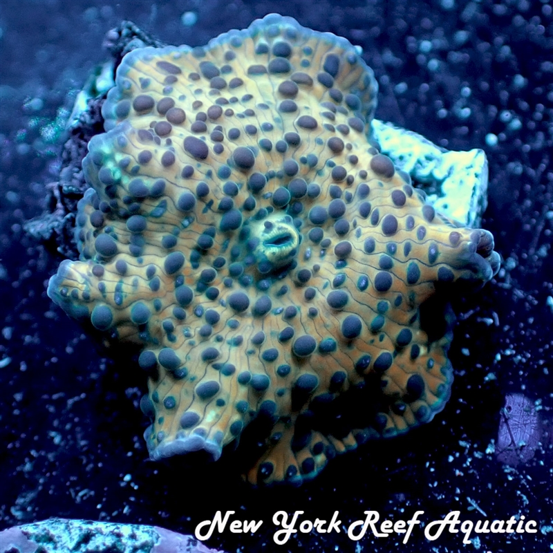 Leopard Spotted Mushroom
New York Reef Aquatic
NYRA
Corals
Zoanthids
Reefs