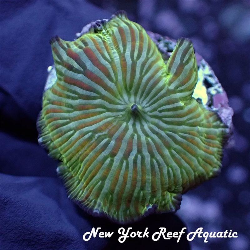 Nuclear Sunset Mushroom
New York Reef Aquatic
NYRA
Corals
Zoanthids
Reefs