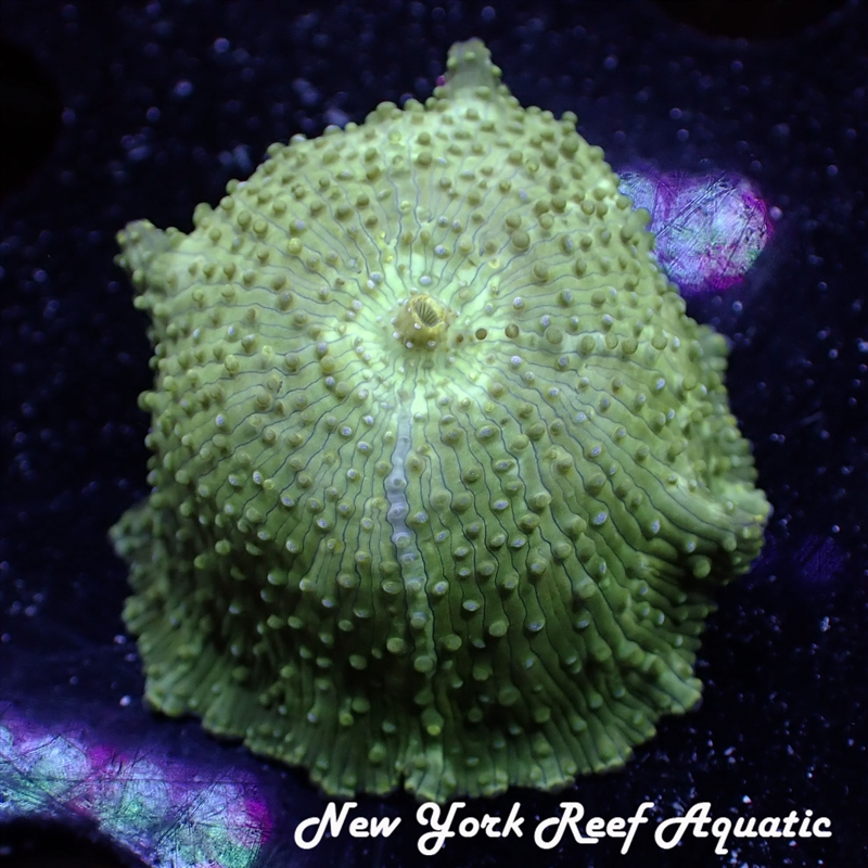 Dotted Mushroom
New York Reef Aquatic
NYRA
Corals
Zoanthids
Reefs