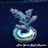 WYSIWYG NYRA ACROPORA SP
New York Reef Aquatic
NYRA
Corals
Zoanthids
Reefs