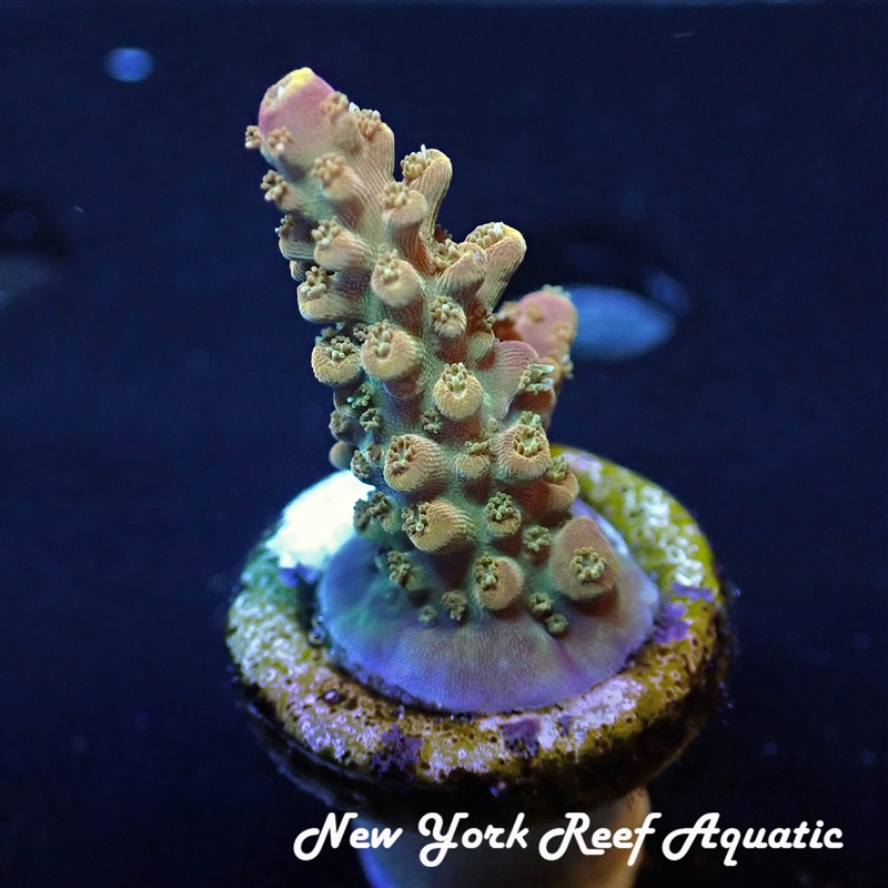 WYSIWYG NYRA ACROPORA SP
New York Reef Aquatic
NYRA
Corals
Zoanthids
Reefs