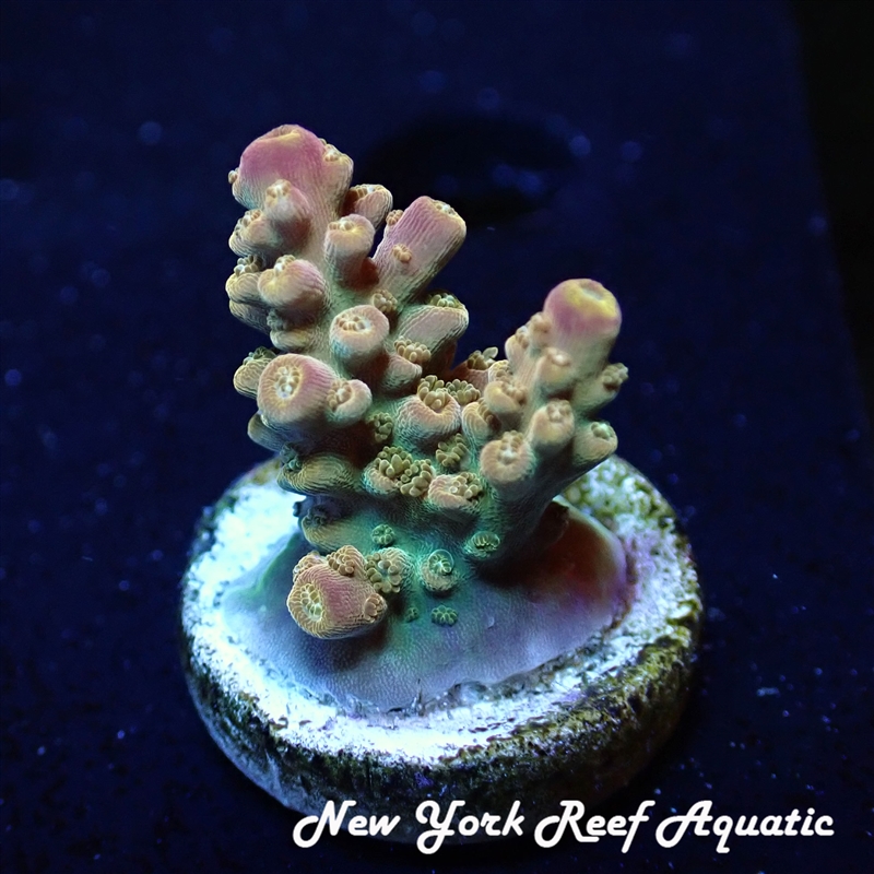 WYSIWYG NYRA ACROPORA SP
New York Reef Aquatic
NYRA
Corals
Zoanthids
Reefs