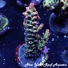 WYSIWYG NYRA ACROPORA SP
New York Reef Aquatic
NYRA
Corals
Zoanthids
Reefs