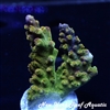 WYSIWYG NYRA ACROPORA SP
New York Reef Aquatic
NYRA
Corals
Zoanthids
Reefs