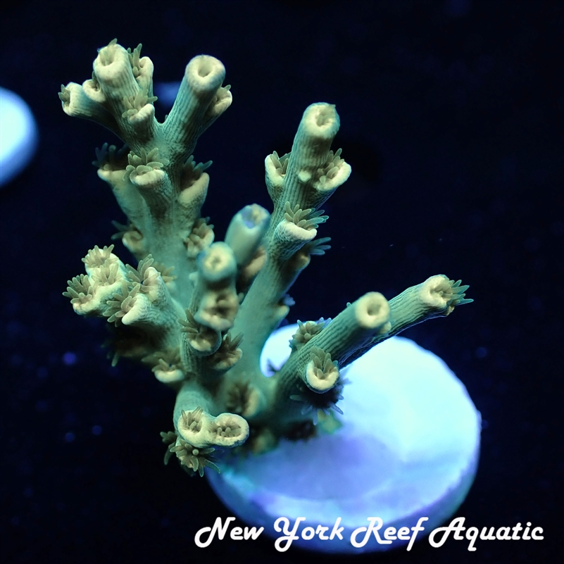 WYSIWYG NYRA ACROPORA SP
New York Reef Aquatic
NYRA
Corals
Zoanthids
Reefs