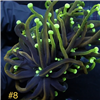 Dragon Soul Torch
New York Reef Aquatic
NYRA
Corals
Zoanthids
Reefs