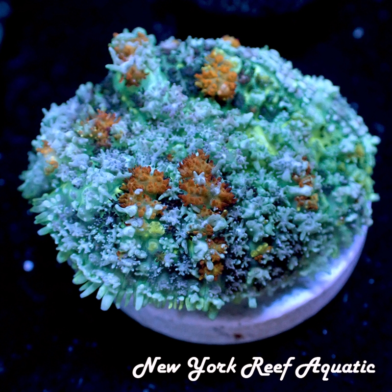 Indo Bounce Mushroom
New York Reef Aquatic
NYRA
Corals
Zoanthids
Reefs