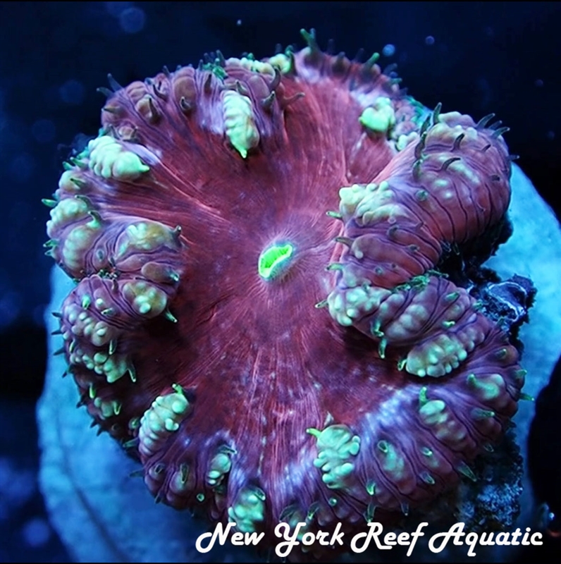 WYSIWYG Metallic Purple Blasto
New York Reef Aquatic
NYRA
Corals
Zoanthids
Reefs