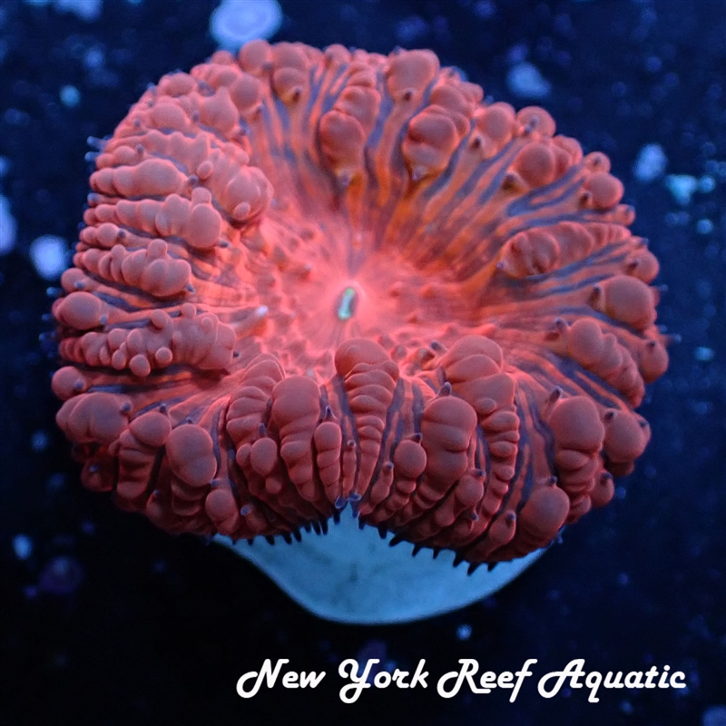 Red Riding Hood Blasto
New York Reef Aquatic
NYRA
Corals
Zoanthids
Reefs