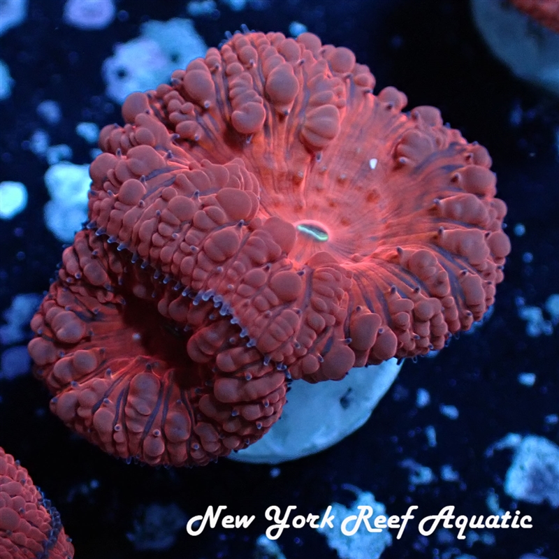 Red Riding Hood Blasto
New York Reef Aquatic
NYRA
Corals
Zoanthids
Reefs