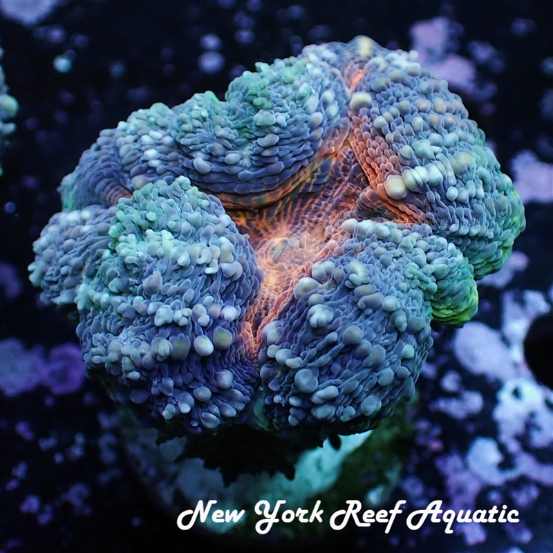 Two Toned Lobo
New York Reef Aquatic
NYRA
Corals
Zoanthids
Reefs