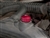 PYP10008RED.AM - Red Anodised Bleed Screw for Top Radiator Hose for Defender TD5 and Discovery TD5