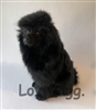 Black Standard Poodle Dog