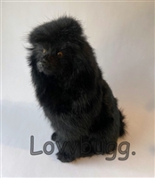 Black Standard Poodle Dog