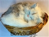 Sleeping Brown and White Cat in Basket