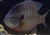 Lure Kit - Bluegill - Panfish