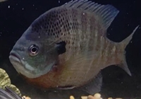 Lure Kit - Bluegill - Panfish