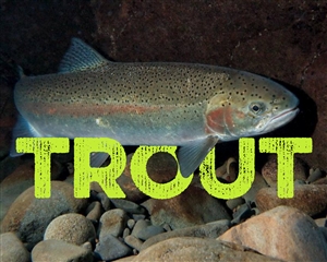 Trout Lure Kit