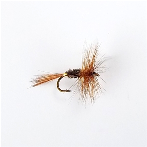 Coachman Dry Fly