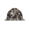 MSA 10204787 Devils Kanyon V-Gard Hydro Dip Slotted Hard Hat