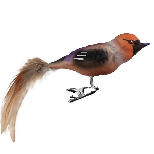 Hawfinch Bird