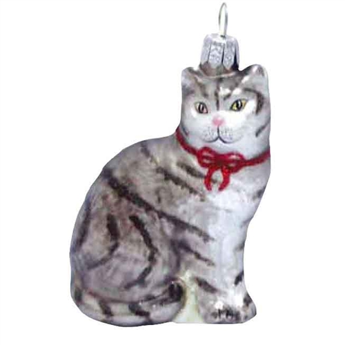 American Wirehair Shorthair Silver Grey Cat