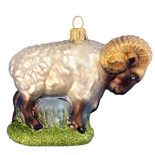 Ram Sheep