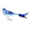 Blue  Jay Bird