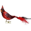 Cardinal w/ Natural Feathers