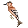 Hoopoe Bird