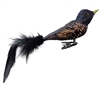 Starling Bird