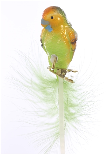 Green Budgerigar