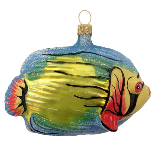 Multi-Color Caribbean Coral Fish